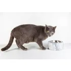 Hunde- und Katzenschale aus weißem Carrara-Marmor Made in Italy - Ciotta Viadurini