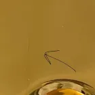 Modernes Aufsatzwaschbecken aus goldener Keramik, hergestellt in Italien, Sofia Viadurini